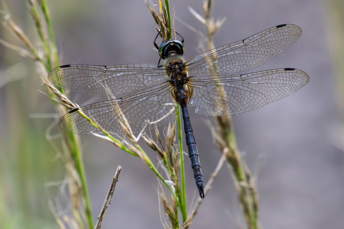 Somatochlora flavomaculata  - Radames Bionda