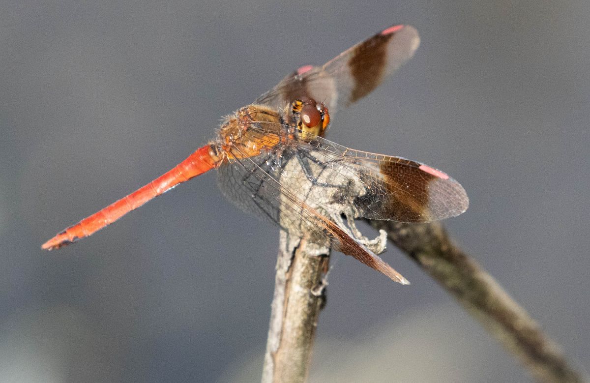 Sympetrum pedemontanum  - Radames Bionda