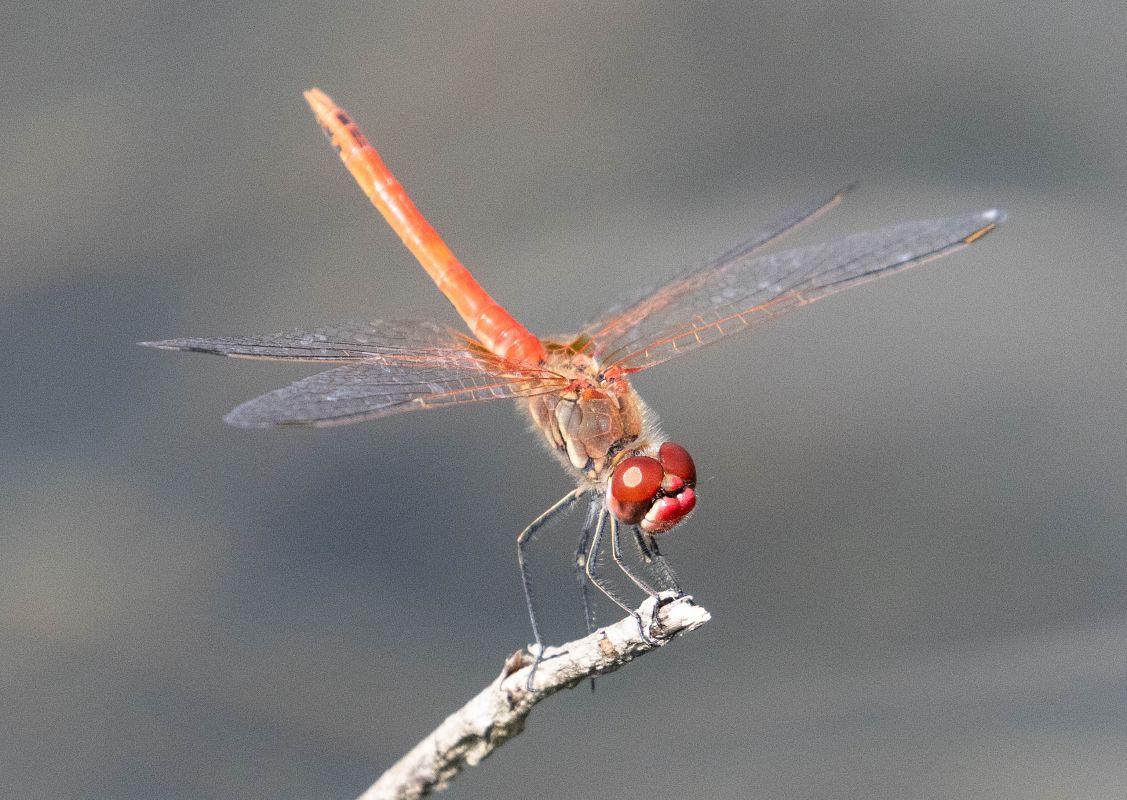 Sympetrum fonscolombei  - Radames Bionda