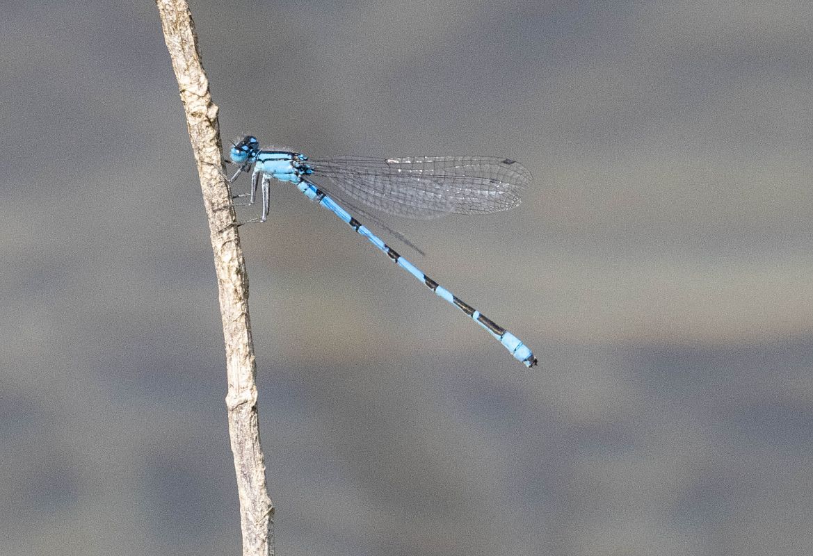 Enallagma cyathigerum  - Radames Bionda