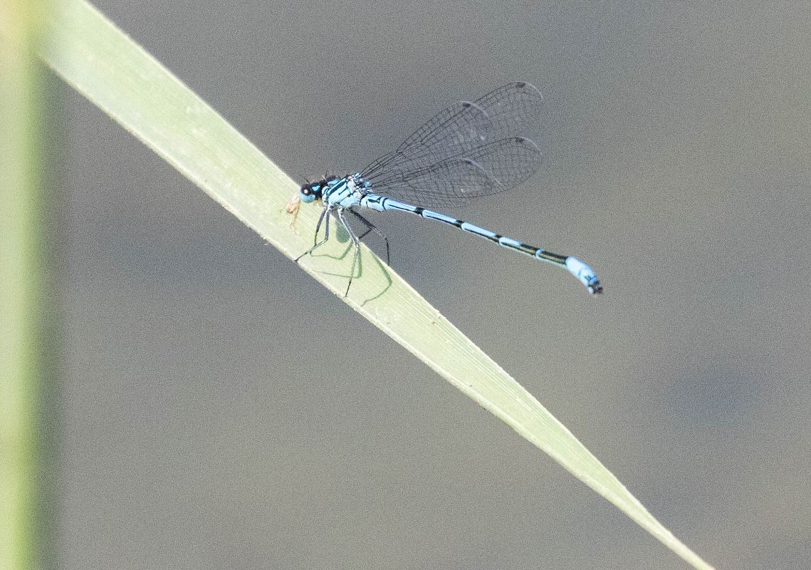 Coenagrion puella  - Radames Bionda