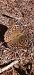 Argynnis pandora © Antonio Ippolito