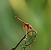 Trithemis annulata © Alfonso Di Rienzo