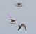 Limicolo indet. (Charadriiformes sp.) © Emanuele Stival