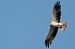 Aquila minore (Hieraaetus pennatus) © Aldo Tonelli