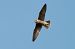 Falco pellegrino (Falco peregrinus) © Aldo Tonelli