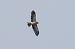 Aquila minore (Hieraaetus pennatus) © Aldo Tonelli