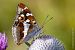 Apatura iris © Fabrizio Florit (FVG)