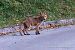Volpe (Vulpes vulpes) © Fabrizio Florit (FVG)