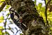 Picchio rosso maggiore (Dendrocopos major) © Fabrizio Florit (FVG)
