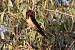 Rondine (Hirundo rustica) © Giuseppe Colombo