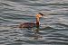 Svasso maggiore (Podiceps cristatus) © Giuseppe Colombo
