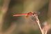 Sympetrum fonscolombei © Giuseppe Colombo
