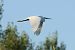 Garzetta (Egretta garzetta) © Giuseppe Colombo