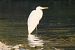 Airone bianco (Ardea alba) © Giuseppe Colombo