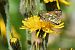 Hesperia comma © Alfio Sala