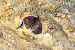 Erebia pharte © Alfio Sala