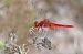 Crocothemis erythraea © Alfio Sala