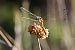 Sympetrum fonscolombei © Alfio Sala