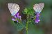 Polyommatus icarius # * © Alfio Sala