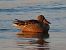 Northern Shoveler (Spatula clypeata) © Enrico Catalano