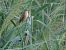 Sedge Warbler (Acrocephalus schoenobaenus) © Enrico Catalano