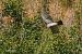 Sparviere (Accipiter nisus) © Mario Maino