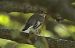 Balia nera (Ficedula hypoleuca) © Giuseppe Speranza