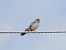 Falco cuculo (Falco vespertinus) © Donatella Rottichieri