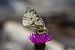 Parnassius phoebus © Marco Cortemiglia