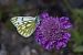 Pontia callidice © Marco Cortemiglia