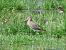 Pittima reale (Limosa limosa) © Daniele Capello