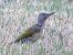 Picchio verde (Picus viridis) © Daniele Capello