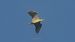 Nitticora (Nycticorax nycticorax) © Andrea Mosele