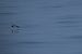 Berta minore (Puffinus yelkouan) © Diego Volonte'