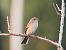 Pigliamosche (Muscicapa striata) © Diego Volonte'