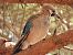 Ghiandaia (Garrulus glandarius) © Diego Volonte'