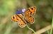 Papilionoidea sp. © Autore sconosciuto