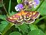 Pyrausta purpuralis © Giuseppe Nassi
