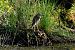 Nitticora (Nycticorax nycticorax) © Enrico Pavan