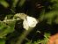 Pieris rapae © Michele Cento