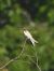 Rondine (Hirundo rustica) © Michele Cento