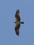 Falco pescatore (Pandion haliaetus) © Michele Cento