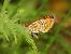 Melitaea trivia # © Michele Cento
