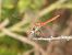 Sympetrum fonscolombei  - Michele Cento