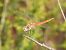 Sympetrum fonscolombei © Michele Cento