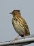 Prispolone (Anthus trivialis) © Michele Cento
