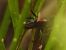 Pompilidae sp.  - Michele Cento