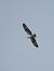 Falco pescatore (Pandion haliaetus) © Michele Cento