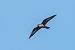 Falco della Regina (Falco eleonorae) © Flavio Felici